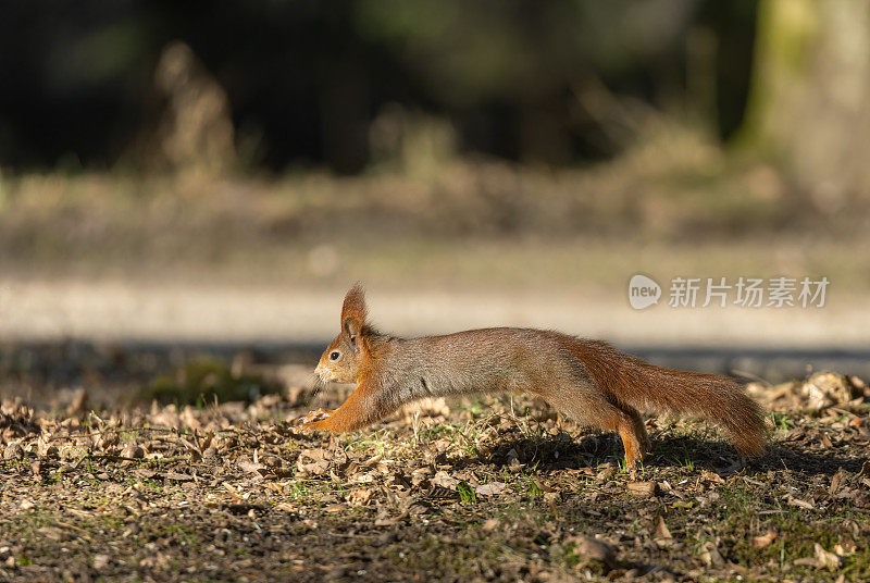 奔跑的欧亚红松鼠(学名Sciurus vulgaris)